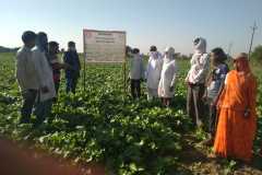 2.-Mustard-Model-Farmers-Set-up-for-Lab-to-Land